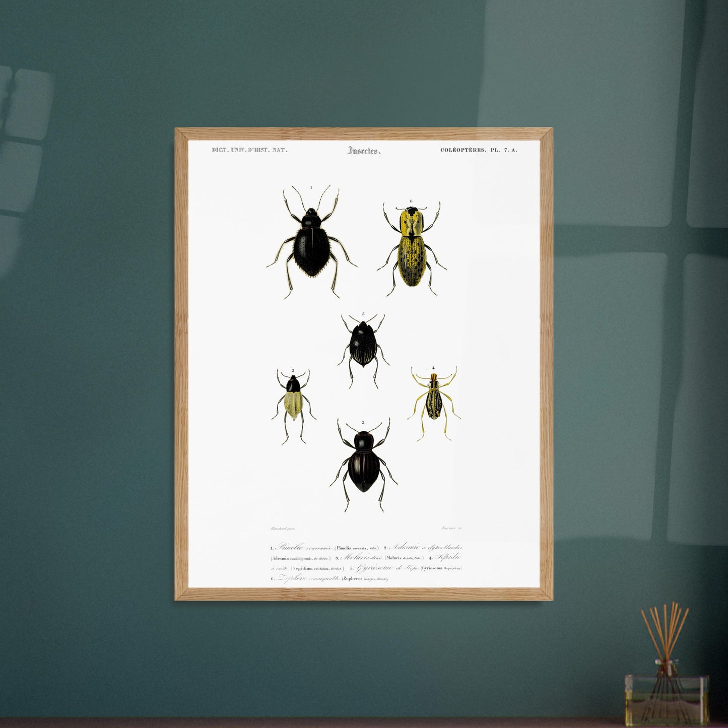 Planche entomologique ancienne, Pimélie couronnée par d'Orbigny. Planche d'entomologie du Dictionnaire Universel d'Histoire Naturelle de Charles d'Orbigny, présentant différentes espèces de coléoptères. Image d'illustration 6