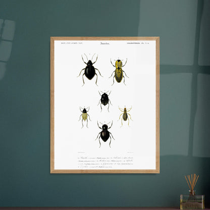 Planche entomologique ancienne, Pimélie couronnée par d'Orbigny. Planche d'entomologie du Dictionnaire Universel d'Histoire Naturelle de Charles d'Orbigny, présentant différentes espèces de coléoptères. Image d'illustration 6