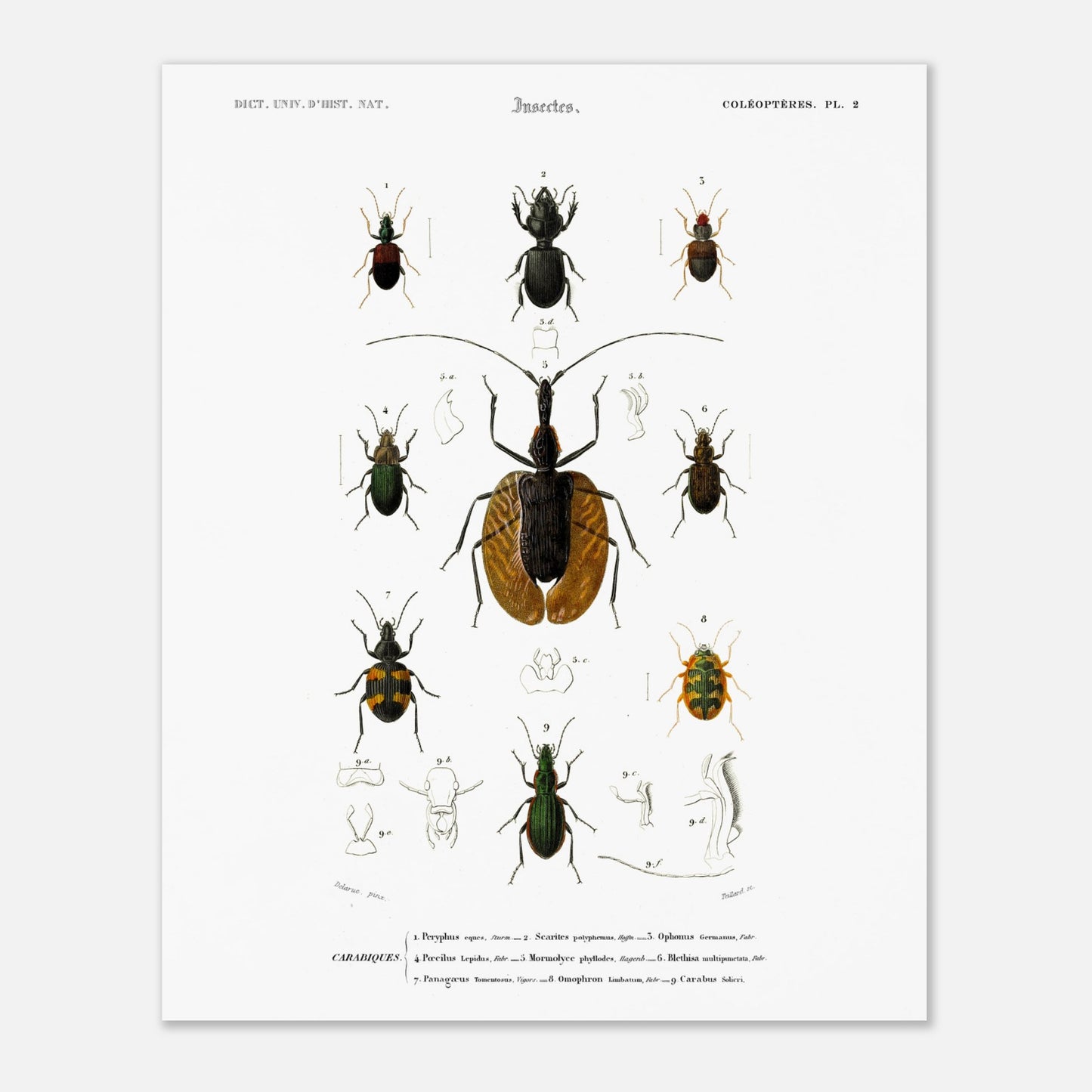 Planche entomologique : Scarite Polyphème - Charles d'Orbigny (40x50 cm). Planche d'entomologie détaillant plusieurs espèces de coléoptères, avec des illustrations anatomiques de certaines parties.