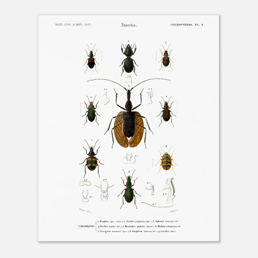 Planche entomologique : Scarite Polyphème - Charles d'Orbigny (40x50 cm). Planche d'entomologie détaillant plusieurs espèces de coléoptères, avec des illustrations anatomiques de certaines parties.