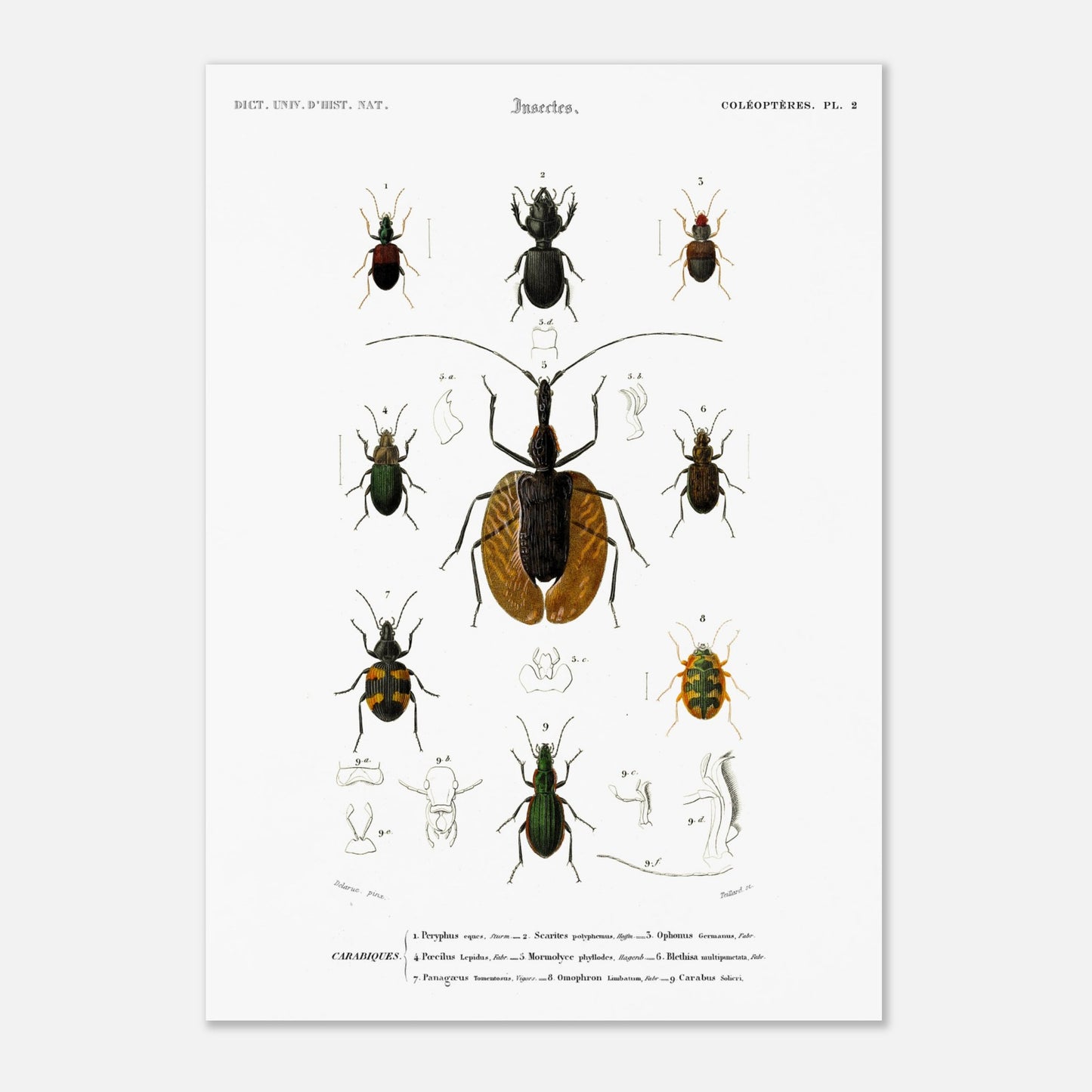Planche entomologique : Scarite Polyphème - Charles d'Orbigny (42x59,4 cm (A2)). Planche d'entomologie détaillant plusieurs espèces de coléoptères, avec des illustrations anatomiques de certaines parties.