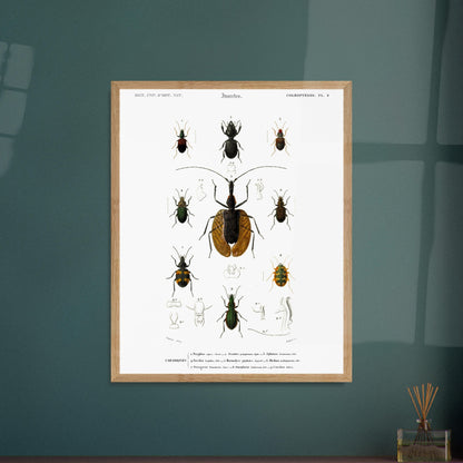 Planche entomologique : Scarite Polyphème - Charles d'Orbigny. Planche d'entomologie détaillant plusieurs espèces de coléoptères, avec des illustrations anatomiques de certaines parties. Image d'illustration 5