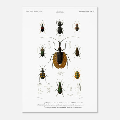 Planche entomologique : Scarite Polyphème - Charles d'Orbigny (50x70 cm). Planche d'entomologie détaillant plusieurs espèces de coléoptères, avec des illustrations anatomiques de certaines parties.