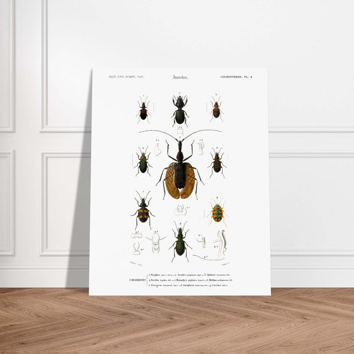 Planche entomologique : Scarite Polyphème - Charles d'Orbigny. Planche d'entomologie détaillant plusieurs espèces de coléoptères, avec des illustrations anatomiques de certaines parties. Image d'illustration 6