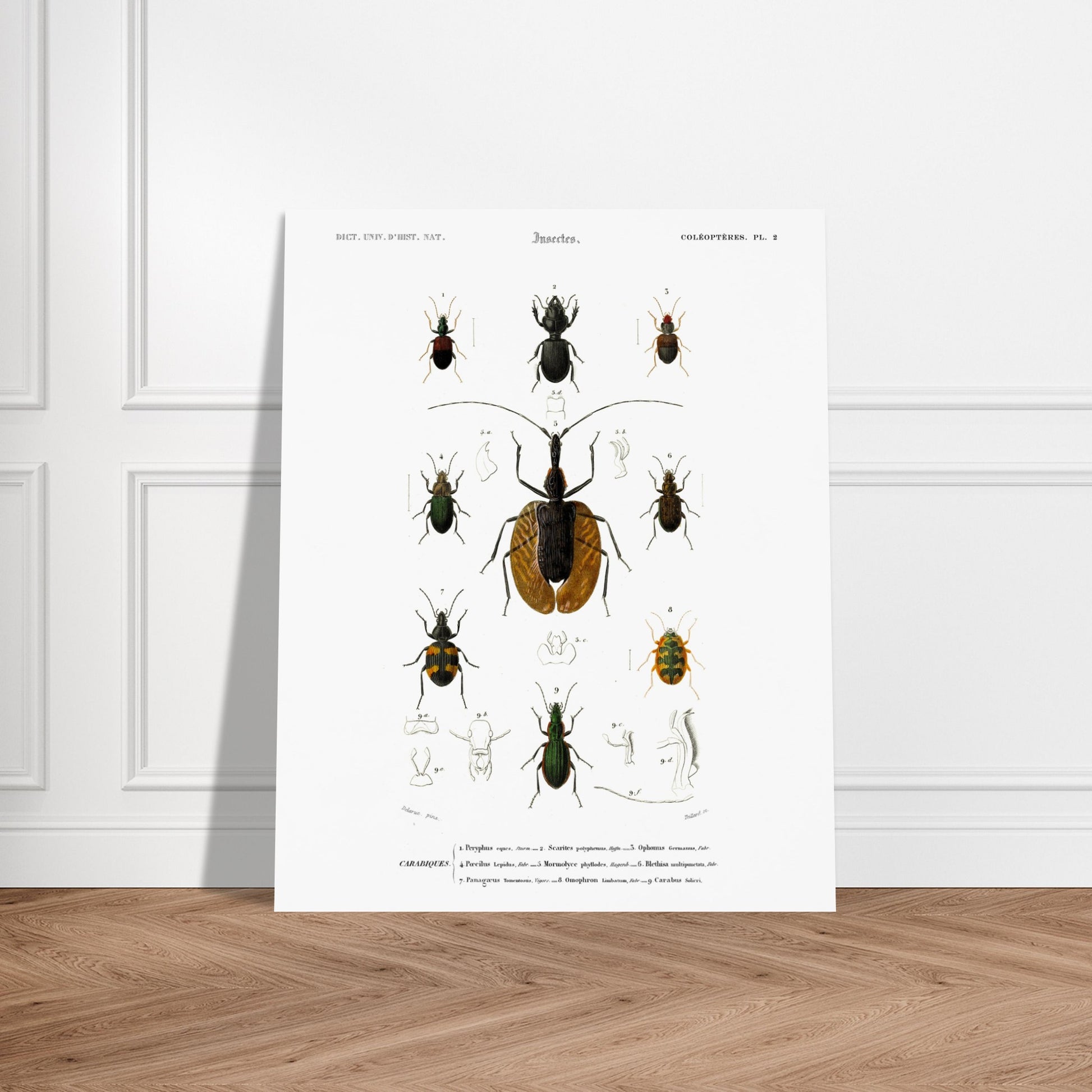 Planche entomologique : Scarite Polyphème - Charles d'Orbigny. Planche d'entomologie détaillant plusieurs espèces de coléoptères, avec des illustrations anatomiques de certaines parties. Image d'illustration 6
