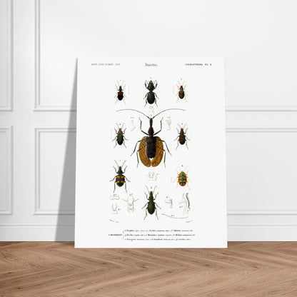 Planche entomologique : Scarite Polyphème - Charles d'Orbigny. Planche d'entomologie détaillant plusieurs espèces de coléoptères, avec des illustrations anatomiques de certaines parties. Image d'illustration 6