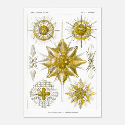 Planche d'Étoiles rayonnantes Acanthometra - Ernst Haeckel (29,7x42 cm (A3)). Planche naturaliste d'Ernst Haeckel présentant différentes espèces d'étoiles rayonnantes (Acanthometra), des micro-organismes marins aux structures complexes, dans des tons de jaune et de blanc.