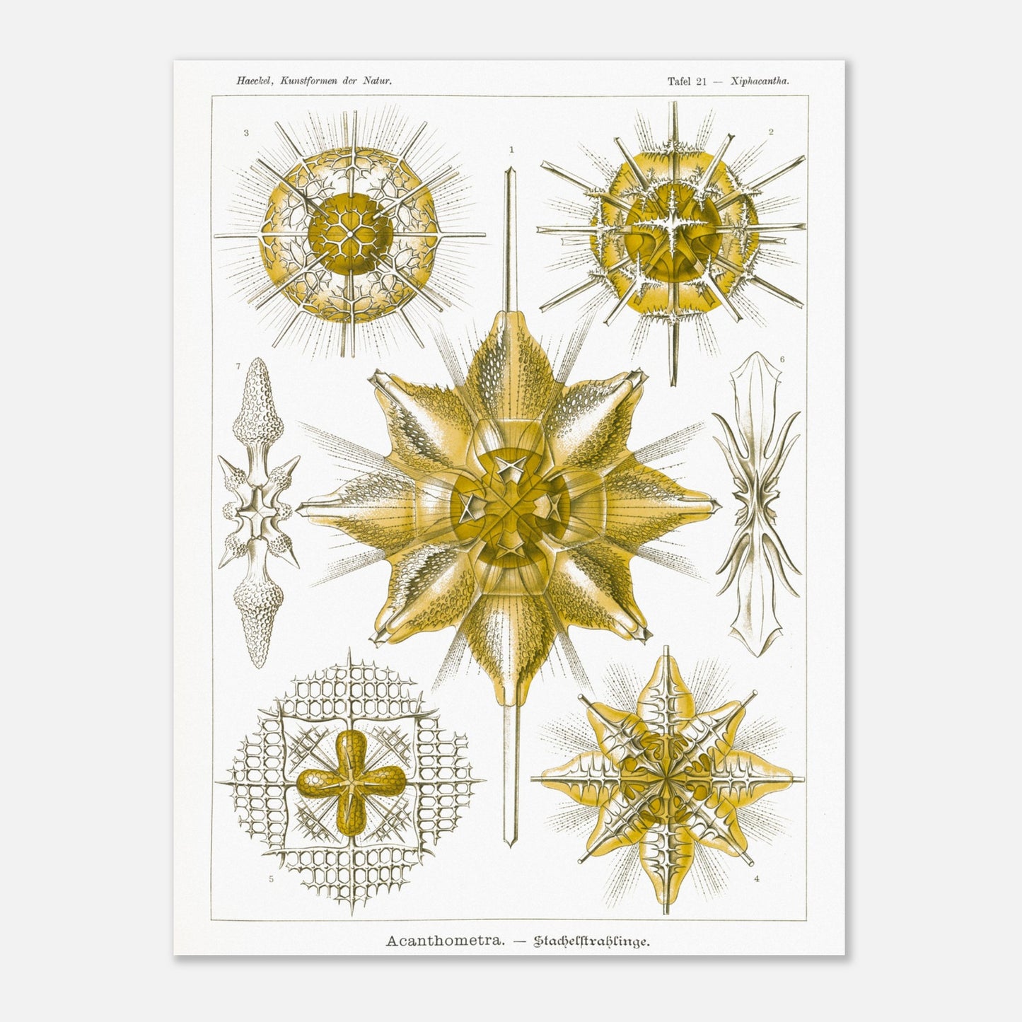 Planche d'Étoiles rayonnantes Acanthometra - Ernst Haeckel (30x40 cm). Planche naturaliste d'Ernst Haeckel présentant différentes espèces d'étoiles rayonnantes (Acanthometra), des micro-organismes marins aux structures complexes, dans des tons de jaune et de blanc.