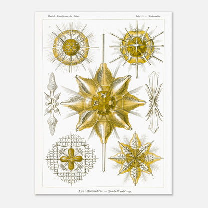 Planche d'Étoiles rayonnantes Acanthometra - Ernst Haeckel (30x40 cm). Planche naturaliste d'Ernst Haeckel présentant différentes espèces d'étoiles rayonnantes (Acanthometra), des micro-organismes marins aux structures complexes, dans des tons de jaune et de blanc.