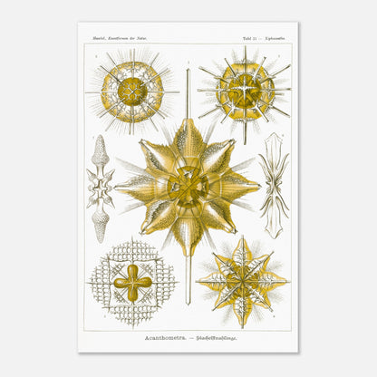 Planche d'Étoiles rayonnantes Acanthometra - Ernst Haeckel (40x60 cm). Planche naturaliste d'Ernst Haeckel présentant différentes espèces d'étoiles rayonnantes (Acanthometra), des micro-organismes marins aux structures complexes, dans des tons de jaune et de blanc.