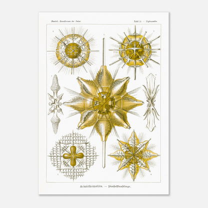 Planche d'Étoiles rayonnantes Acanthometra - Ernst Haeckel (50x70 cm). Planche naturaliste d'Ernst Haeckel présentant différentes espèces d'étoiles rayonnantes (Acanthometra), des micro-organismes marins aux structures complexes, dans des tons de jaune et de blanc.
