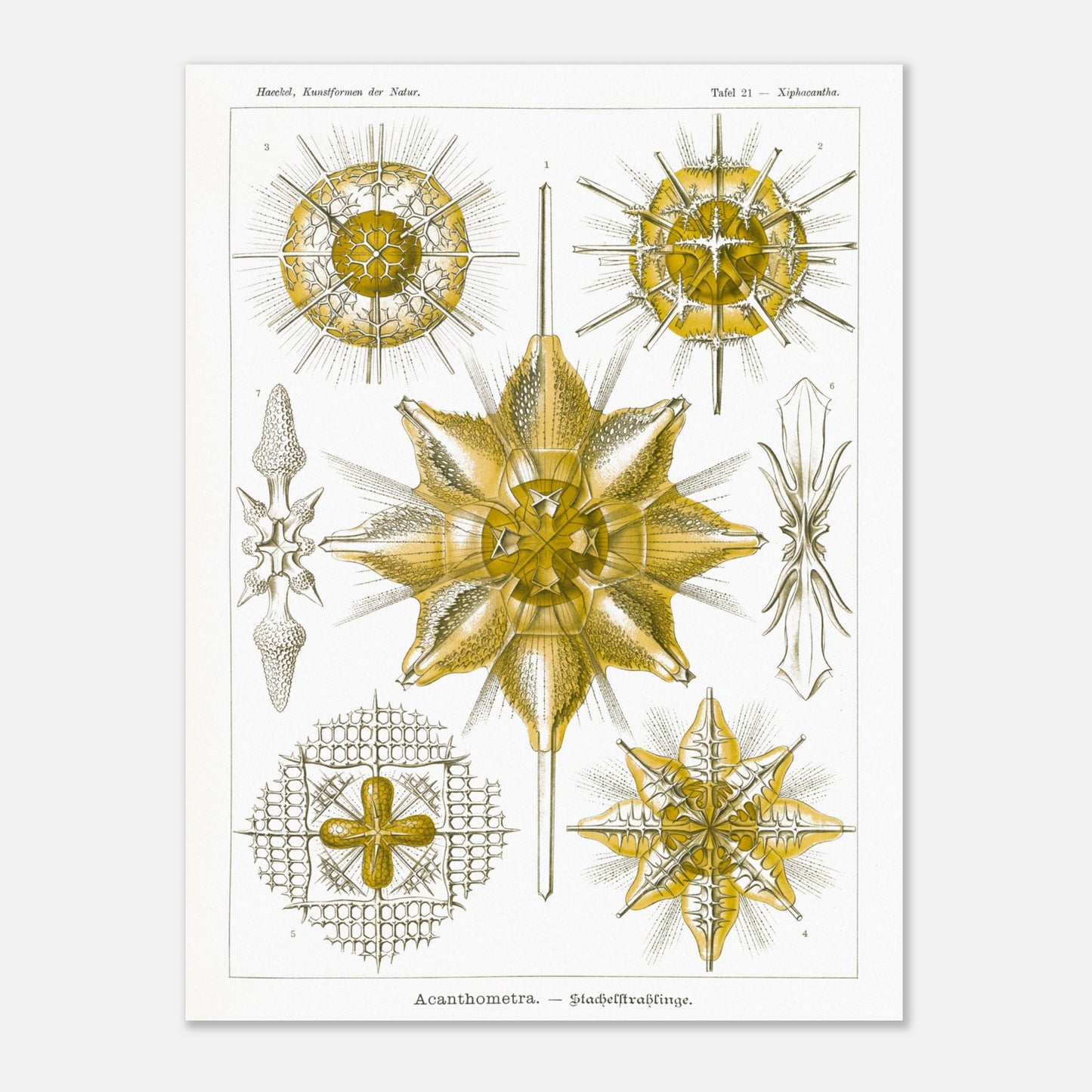 Planche d'Étoiles rayonnantes Acanthometra - Ernst Haeckel (60x80 cm). Planche naturaliste d'Ernst Haeckel présentant différentes espèces d'étoiles rayonnantes (Acanthometra), des micro-organismes marins aux structures complexes, dans des tons de jaune et de blanc.