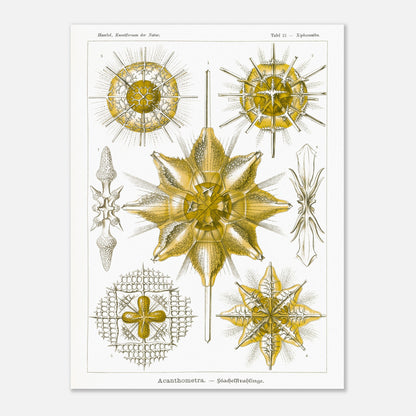 Planche d'Étoiles rayonnantes Acanthometra - Ernst Haeckel (60x80 cm). Planche naturaliste d'Ernst Haeckel présentant différentes espèces d'étoiles rayonnantes (Acanthometra), des micro-organismes marins aux structures complexes, dans des tons de jaune et de blanc.
