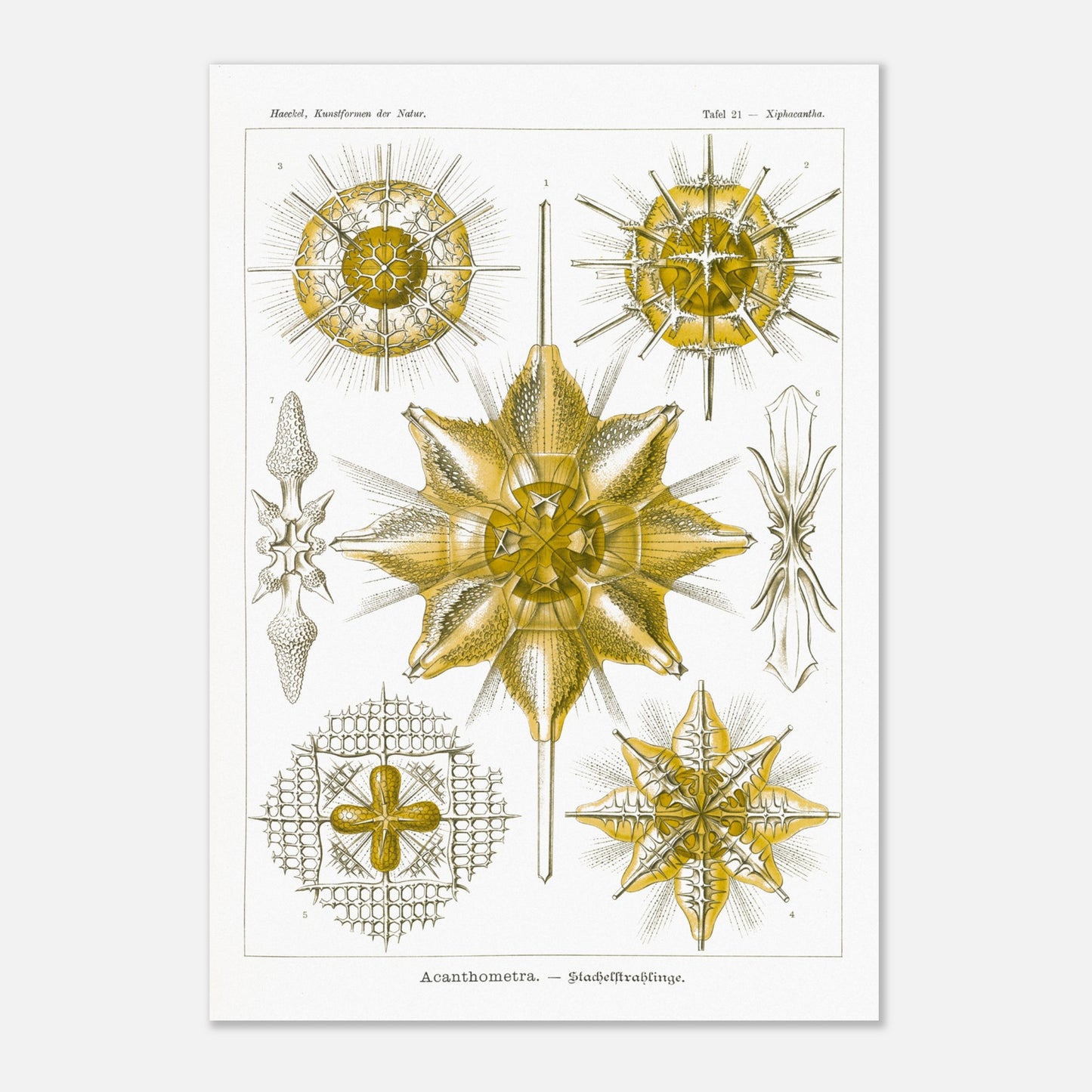 Planche d'Étoiles rayonnantes Acanthometra - Ernst Haeckel (70x100 cm). Planche naturaliste d'Ernst Haeckel présentant différentes espèces d'étoiles rayonnantes (Acanthometra), des micro-organismes marins aux structures complexes, dans des tons de jaune et de blanc.