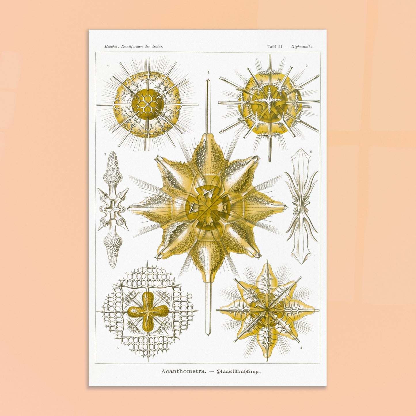 Planche d'Étoiles rayonnantes Acanthometra - Ernst Haeckel. Planche naturaliste d'Ernst Haeckel présentant différentes espèces d'étoiles rayonnantes (Acanthometra), des micro-organismes marins aux structures complexes, dans des tons de jaune et de blanc. Image d'illustration 8