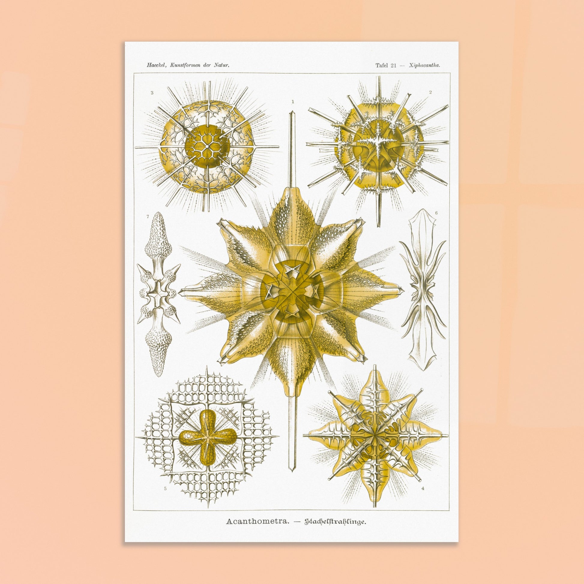 Planche d'Étoiles rayonnantes Acanthometra - Ernst Haeckel. Planche naturaliste d'Ernst Haeckel présentant différentes espèces d'étoiles rayonnantes (Acanthometra), des micro-organismes marins aux structures complexes, dans des tons de jaune et de blanc. Image d'illustration 8