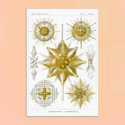 Planche d'Étoiles rayonnantes Acanthometra - Ernst Haeckel. Planche naturaliste d'Ernst Haeckel présentant différentes espèces d'étoiles rayonnantes (Acanthometra), des micro-organismes marins aux structures complexes, dans des tons de jaune et de blanc. Image d'illustration 8