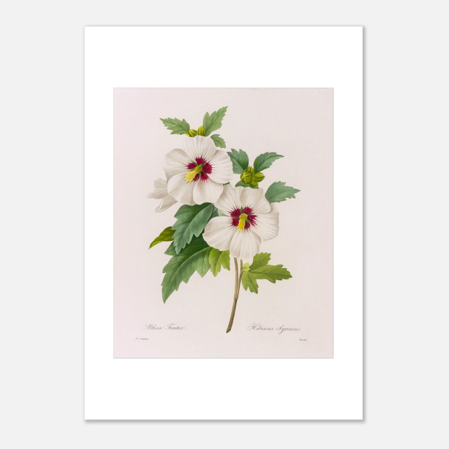 Planche d'étude naturaliste Hibiscus Syriacus par Pierre-Joseph Redouté (21x29,7 cm (A4)). Planche botanique illustrant deux fleurs d'Hibiscus Syriacus d'un blanc immaculé avec des cœurs rouge profond, accompagnées de feuilles vertes, par Pierre-Joseph Redouté.