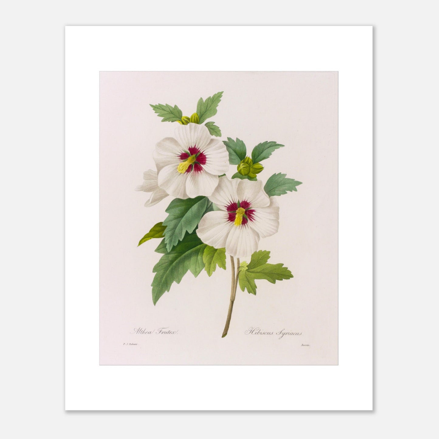 Planche d'étude naturaliste Hibiscus Syriacus par Pierre-Joseph Redouté (40x50 cm). Planche botanique illustrant deux fleurs d'Hibiscus Syriacus d'un blanc immaculé avec des cœurs rouge profond, accompagnées de feuilles vertes, par Pierre-Joseph Redouté.