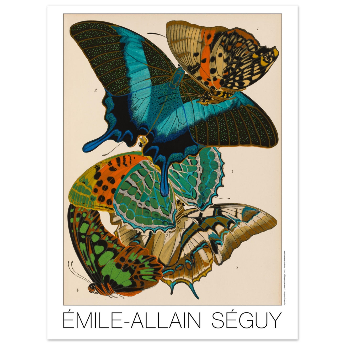 Planche d'étude : papillons Charaxes et Papilio par E.A. Séguy (30x40 cm). Illustration par Émile-Allain Séguy de cinq papillons aux ailes colorées aux motifs complexes, bleus, verts, oranges et jaunes sur fond beige.