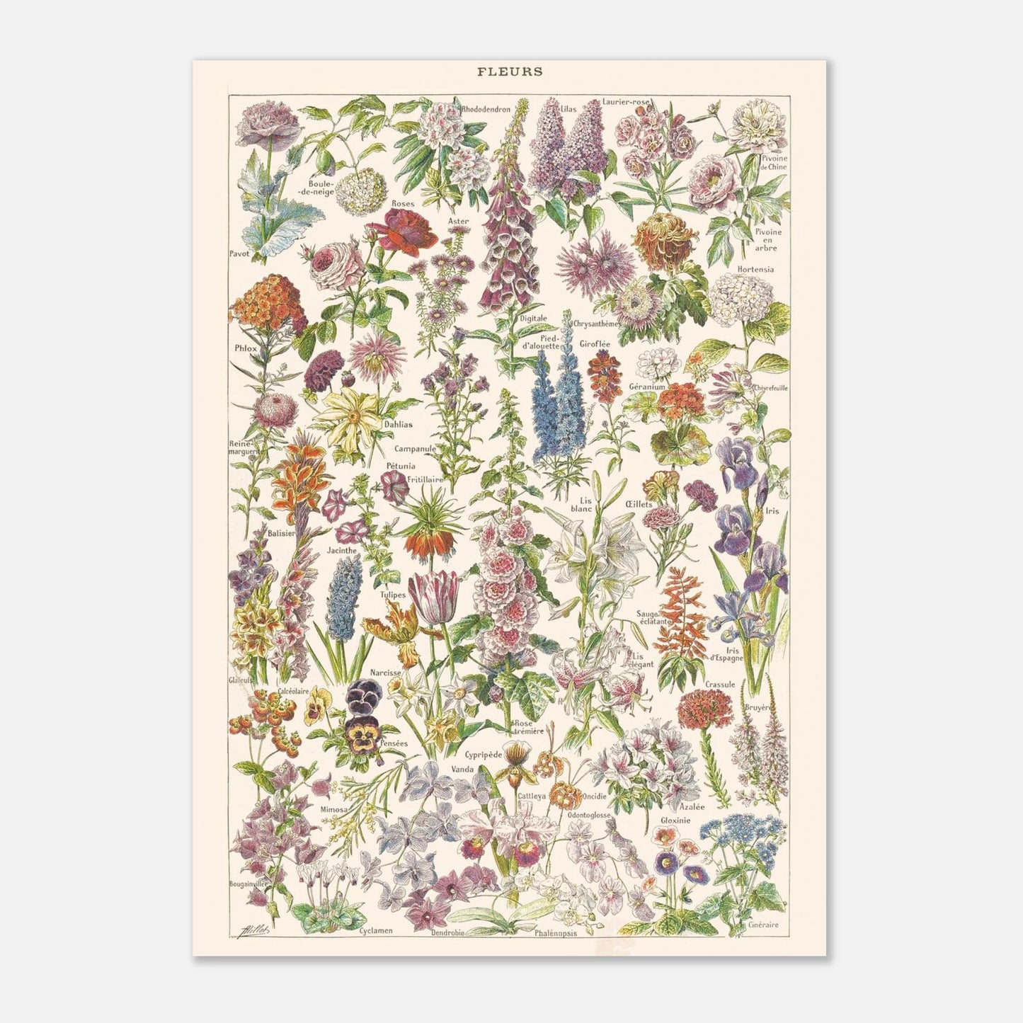 Planche botanique Fleurs — Illustration ancienne Larousse 1910 (21x29,7 cm (A4)). Planche encyclopédique Larousse de 1910, intitulée 'Fleurs', présentant une illustration détaillée de nombreuses espèces de fleurs.