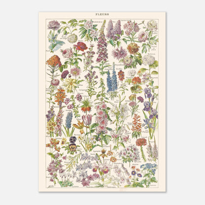 Planche botanique Fleurs — Illustration ancienne Larousse 1910 (21x29,7 cm (A4)). Planche encyclopédique Larousse de 1910, intitulée 'Fleurs', présentant une illustration détaillée de nombreuses espèces de fleurs.