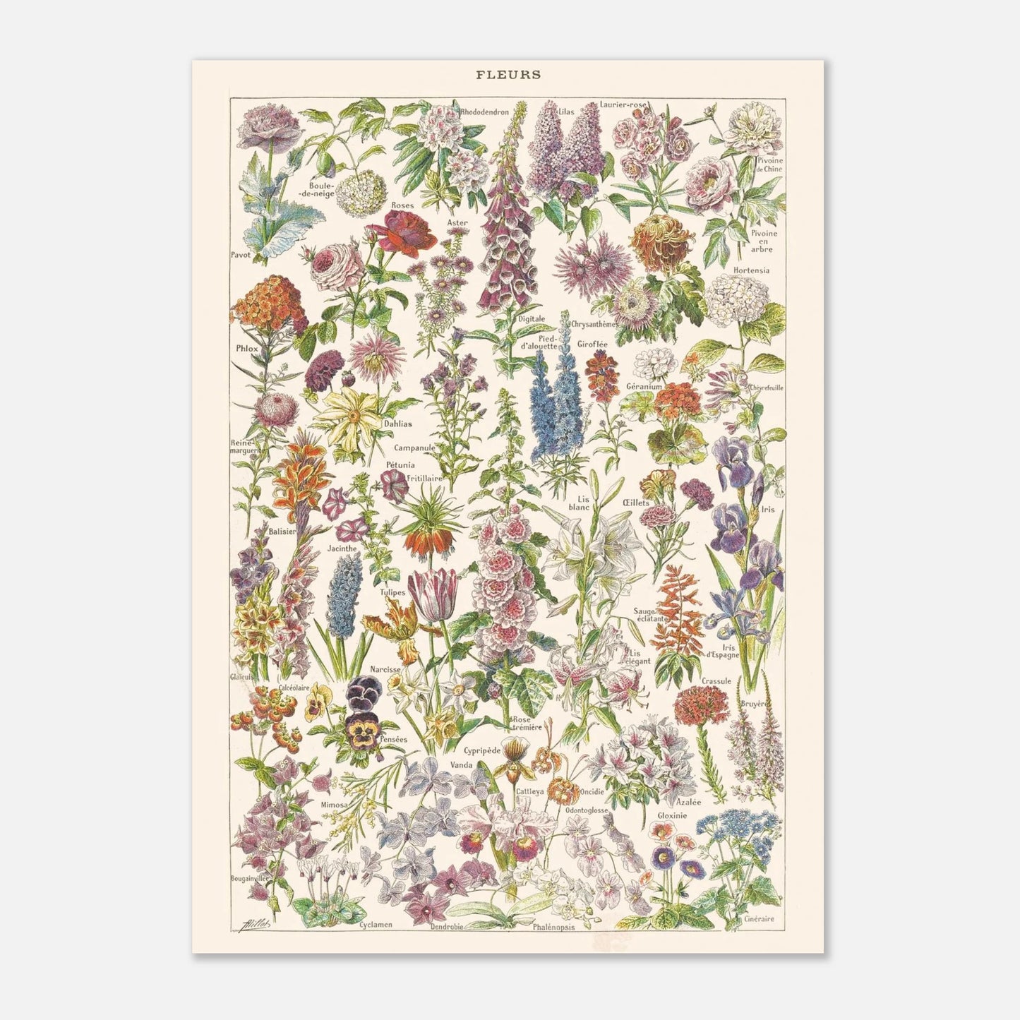 Planche botanique Fleurs — Illustration ancienne Larousse 1910 (29,7x42 cm (A3)). Planche encyclopédique Larousse de 1910, intitulée 'Fleurs', présentant une illustration détaillée de nombreuses espèces de fleurs.