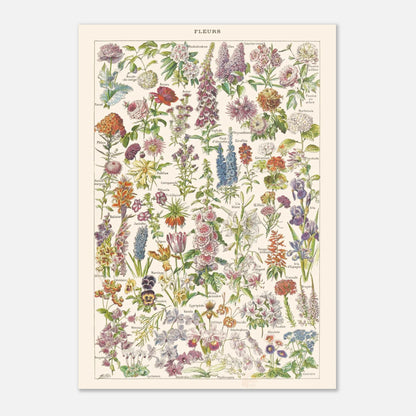 Planche botanique Fleurs — Illustration ancienne Larousse 1910 (42x59,4 cm (A2)). Planche encyclopédique Larousse de 1910, intitulée 'Fleurs', présentant une illustration détaillée de nombreuses espèces de fleurs.
