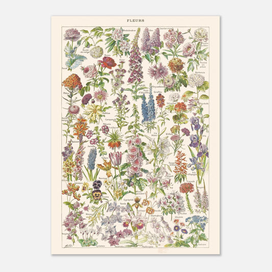 Planche botanique Fleurs — Illustration ancienne Larousse 1910 (42x59,4 cm (A2)). Planche encyclopédique Larousse de 1910, intitulée 'Fleurs', présentant une illustration détaillée de nombreuses espèces de fleurs.