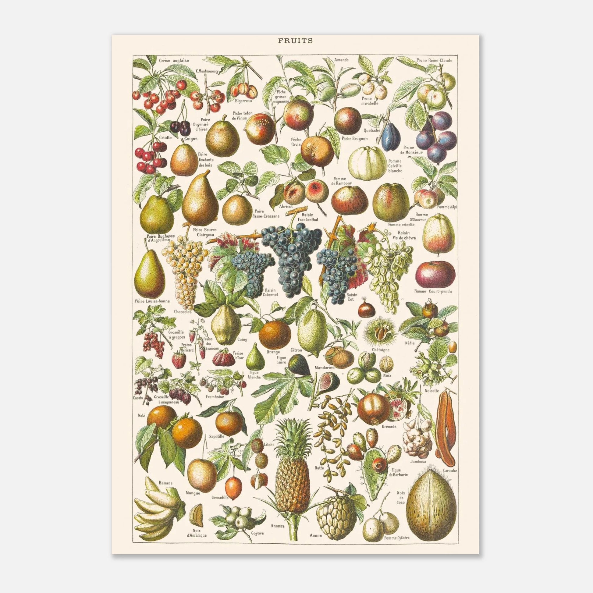 Planche ancienne Fruits - Illustration Larousse 1910 (21x29,7 cm (A4)). Planche encyclopédique Larousse de 1910 sur les fruits, illustrant de nombreuses variétés de fruits, leur présentation et leurs noms.