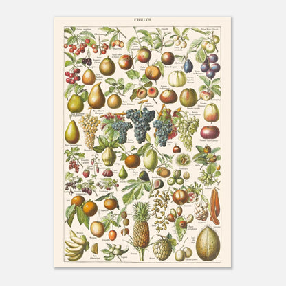 Planche ancienne Fruits - Illustration Larousse 1910 (21x29,7 cm (A4)). Planche encyclopédique Larousse de 1910 sur les fruits, illustrant de nombreuses variétés de fruits, leur présentation et leurs noms.