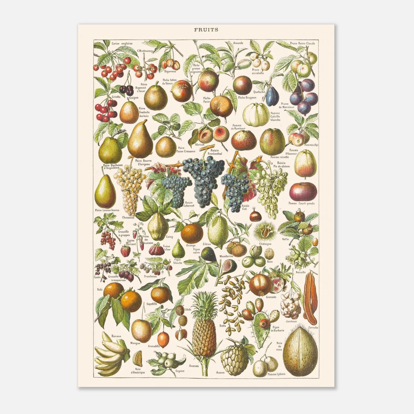 Planche ancienne Fruits - Illustration Larousse 1910 (29,7x42 cm (A3)). Planche encyclopédique Larousse de 1910 sur les fruits, illustrant de nombreuses variétés de fruits, leur présentation et leurs noms.