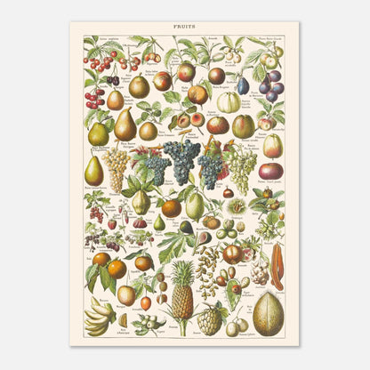 Planche ancienne Fruits - Illustration Larousse 1910 (29,7x42 cm (A3)). Planche encyclopédique Larousse de 1910 sur les fruits, illustrant de nombreuses variétés de fruits, leur présentation et leurs noms.