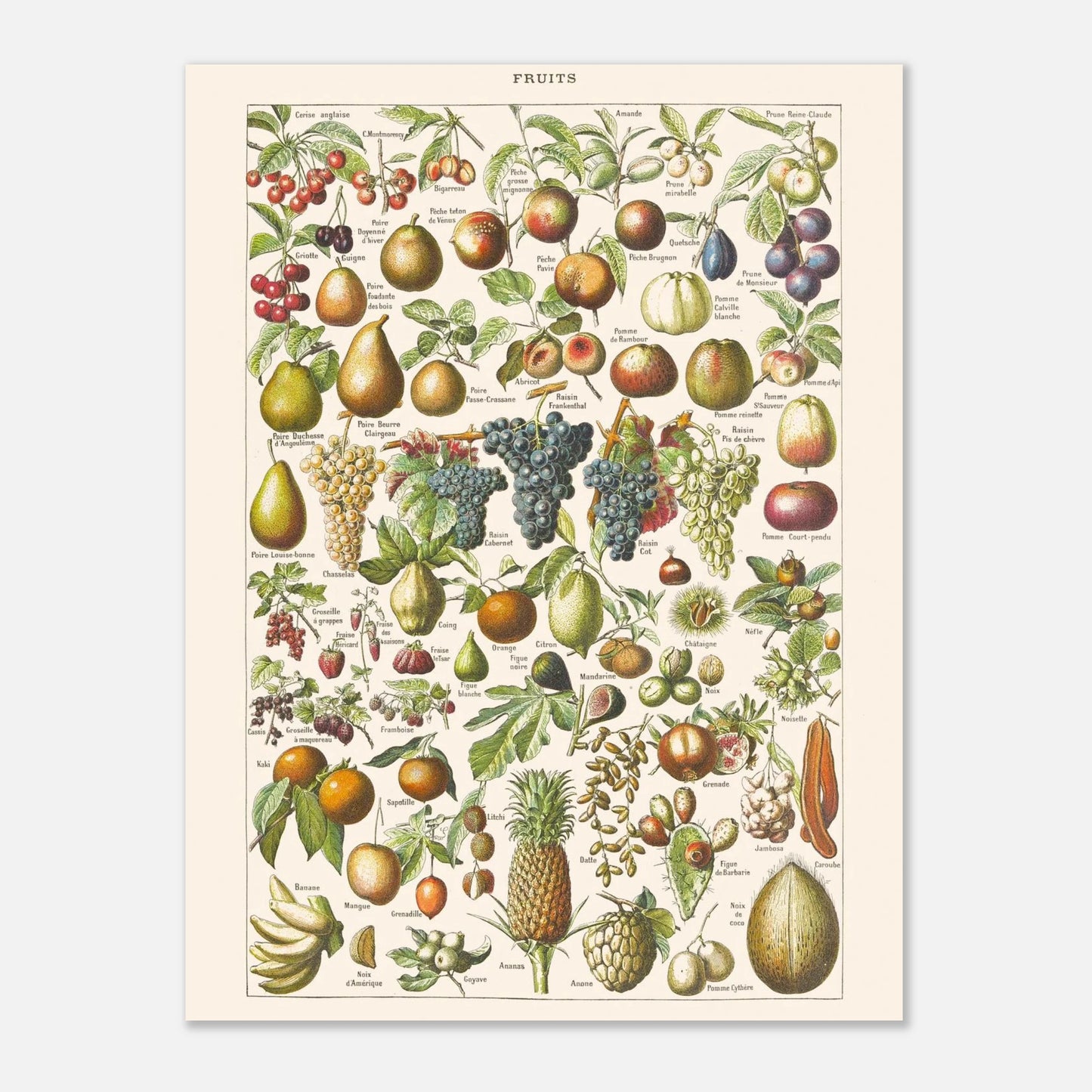 Planche ancienne Fruits - Illustration Larousse 1910 (30x40 cm). Planche encyclopédique Larousse de 1910 sur les fruits, illustrant de nombreuses variétés de fruits, leur présentation et leurs noms.