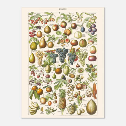 Planche ancienne Fruits - Illustration Larousse 1910 (30x40 cm). Planche encyclopédique Larousse de 1910 sur les fruits, illustrant de nombreuses variétés de fruits, leur présentation et leurs noms.