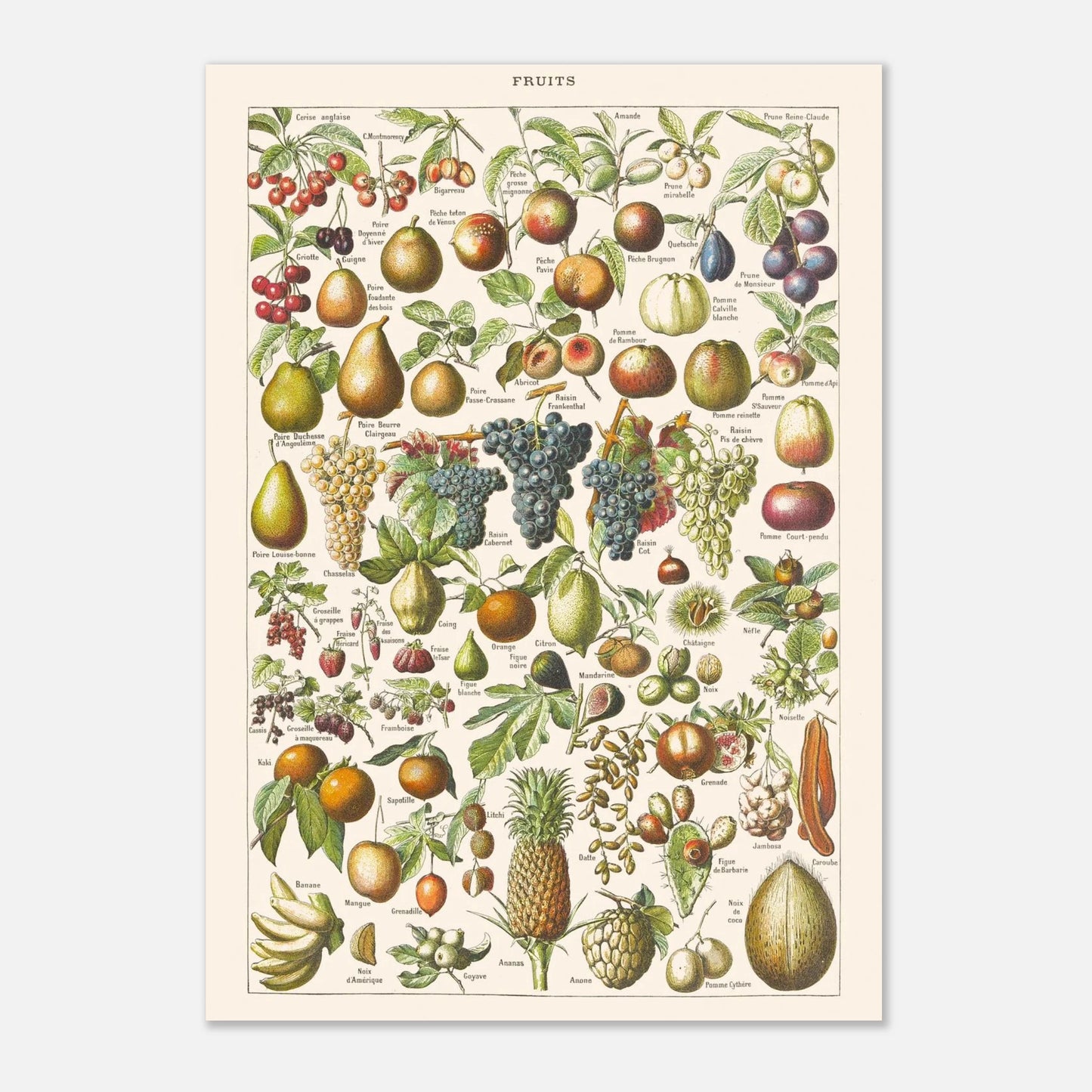 Planche ancienne Fruits - Illustration Larousse 1910 (42x59,4 cm (A2)). Planche encyclopédique Larousse de 1910 sur les fruits, illustrant de nombreuses variétés de fruits, leur présentation et leurs noms.