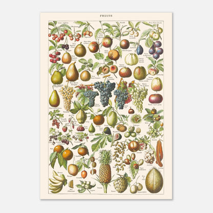 Planche ancienne Fruits - Illustration Larousse 1910 (42x59,4 cm (A2)). Planche encyclopédique Larousse de 1910 sur les fruits, illustrant de nombreuses variétés de fruits, leur présentation et leurs noms.