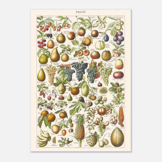 Planche ancienne Fruits - Illustration Larousse 1910 (42x59,4 cm (A2)). Planche encyclopédique Larousse de 1910 sur les fruits, illustrant de nombreuses variétés de fruits, leur présentation et leurs noms.