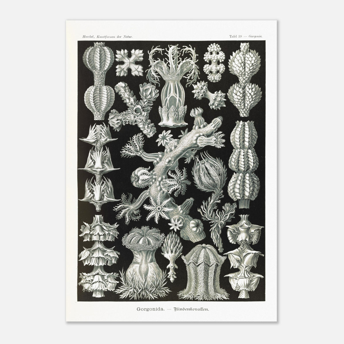 Planche de Gorgonidae : Gravure naturaliste d'Ernst Haeckel (70x100 cm). Planche gravée de diverses gorgones, montrant la structure ramifiée et les détails architecturaux de ces organismes marins.
