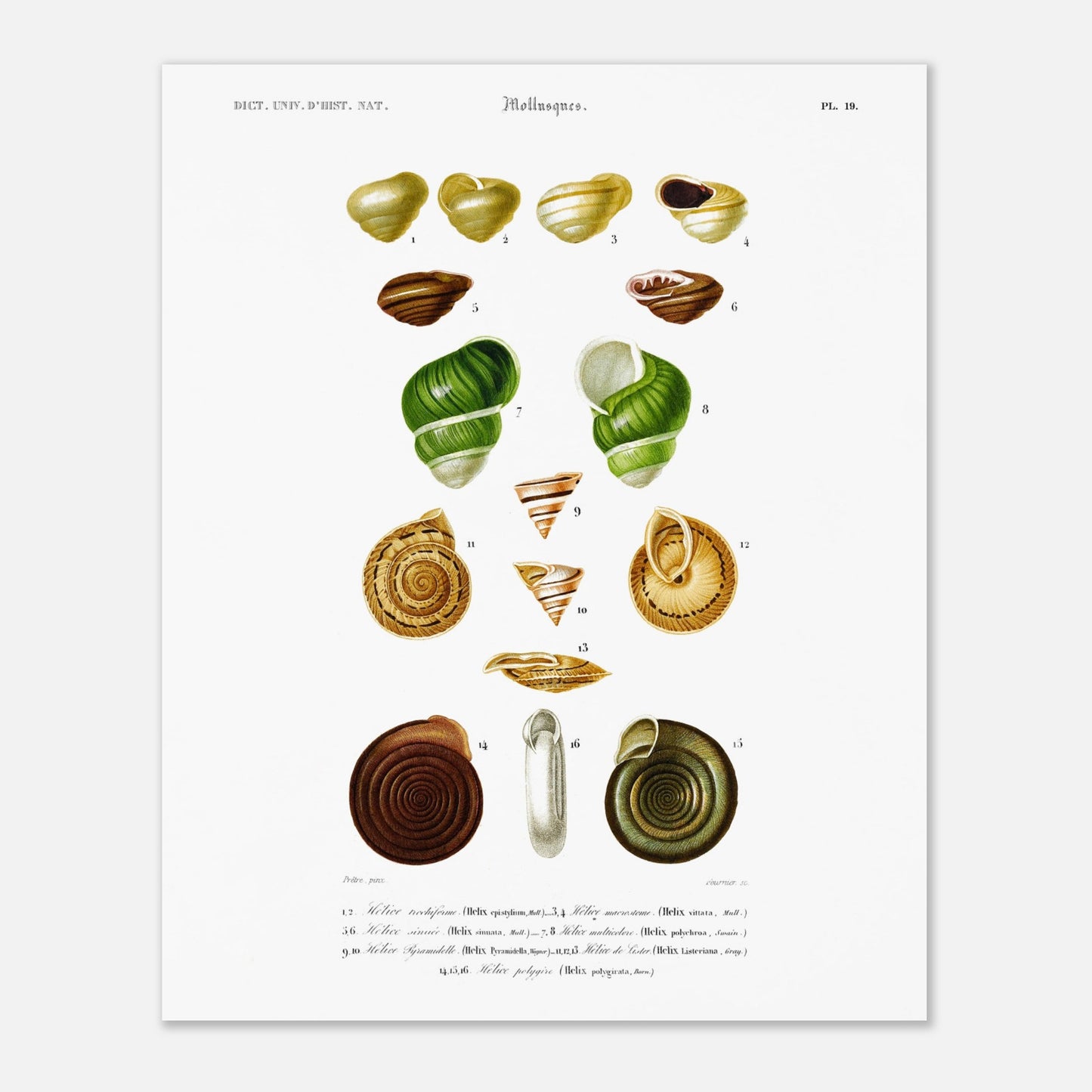 Planche d'Hélice trochiforme et coquilles d'hélices - Charles d'Orbigny (40x50 cm). Planche du Dictionnaire Universel d'Histoire Naturelle de Charles d'Orbigny, présentant diverses espèces d'escargots et de coquilles d'hélices, avec des détails anatomiques.