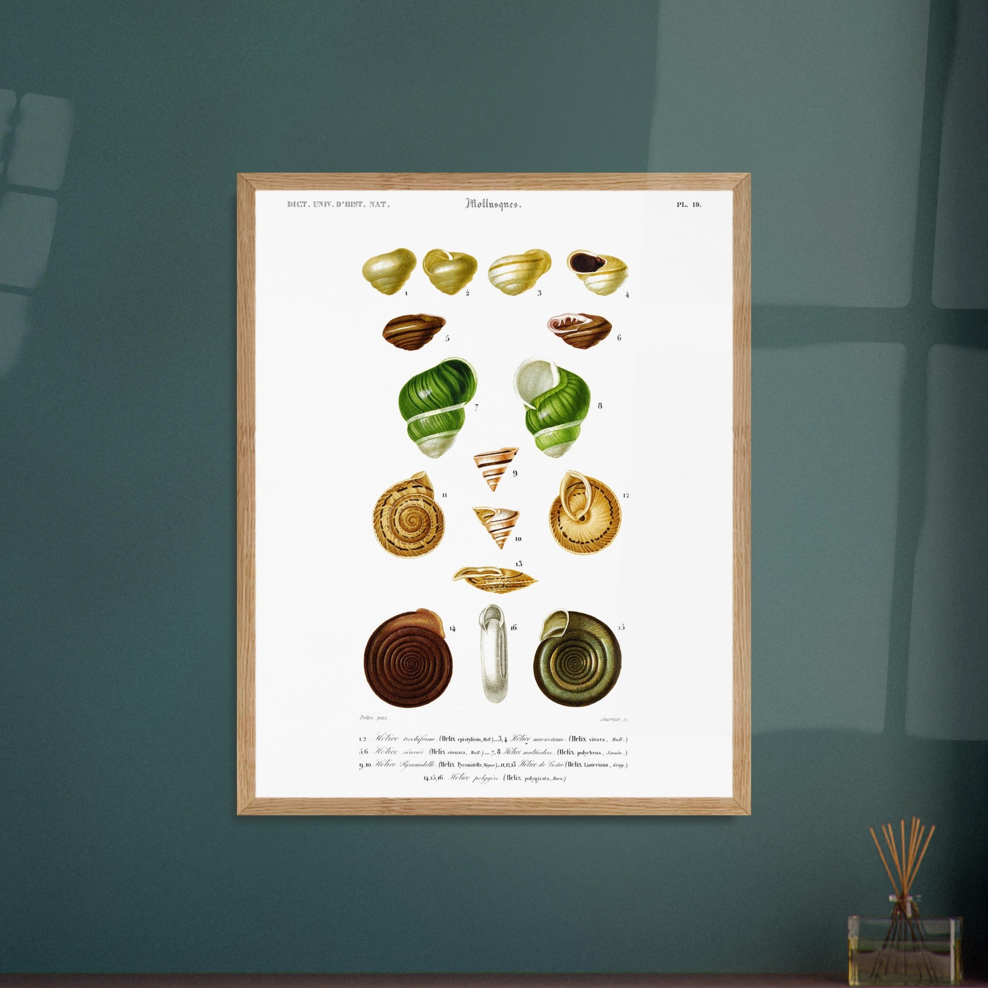 Planche d'Hélice trochiforme et coquilles d'hélices - Charles d'Orbigny. Planche du Dictionnaire Universel d'Histoire Naturelle de Charles d'Orbigny, présentant diverses espèces d'escargots et de coquilles d'hélices, avec des détails anatomiques. Image d'illustration 5