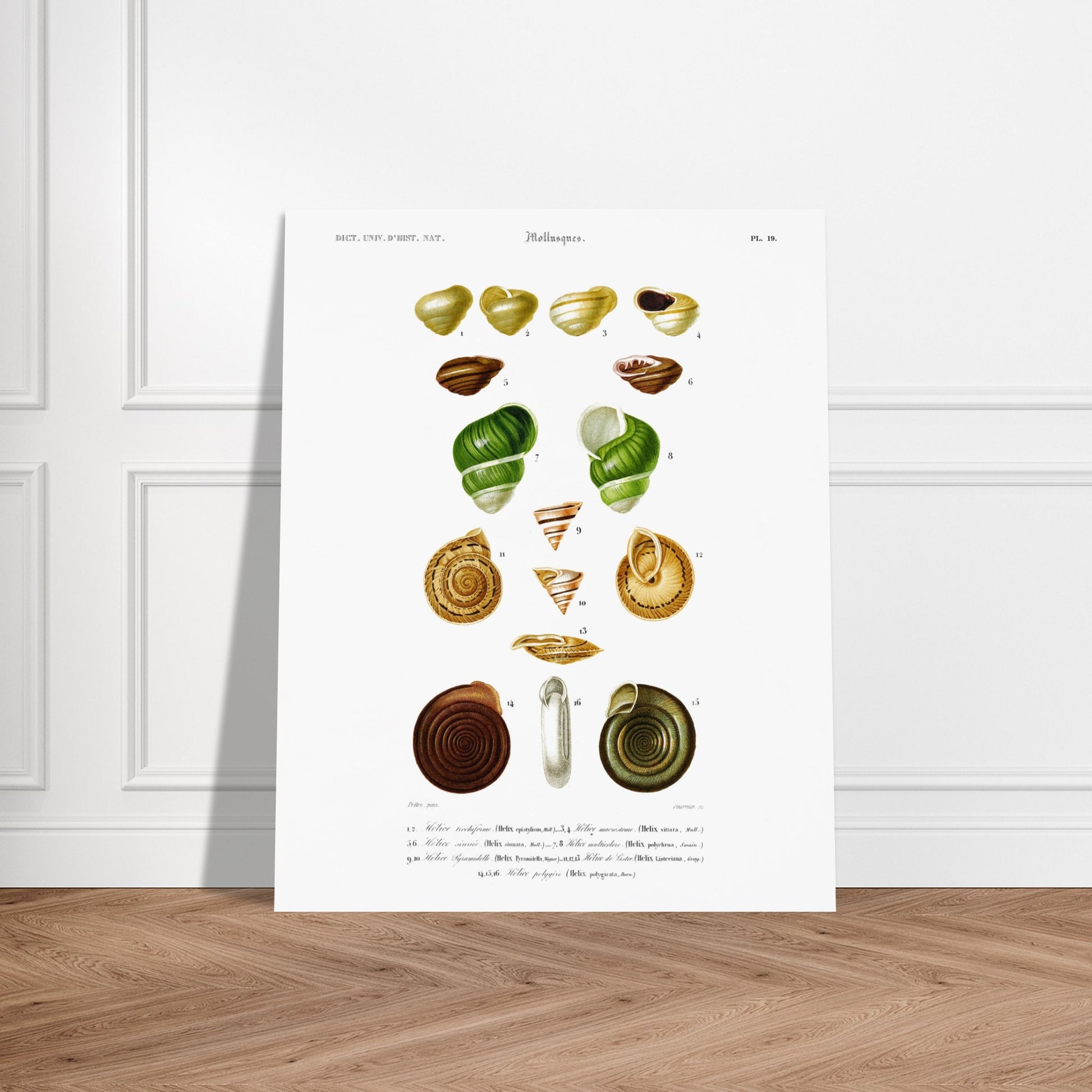 Planche d'Hélice trochiforme et coquilles d'hélices - Charles d'Orbigny. Planche du Dictionnaire Universel d'Histoire Naturelle de Charles d'Orbigny, présentant diverses espèces d'escargots et de coquilles d'hélices, avec des détails anatomiques. Image d'illustration 6
