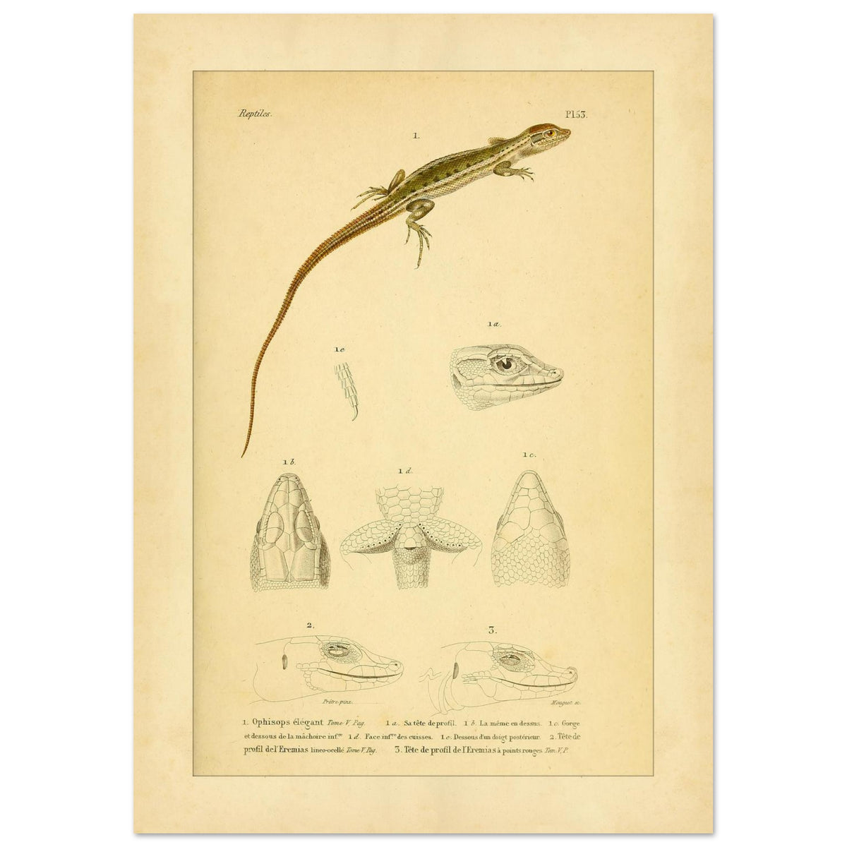 Antike herpetologische Tafel: Schlangenauge und Eremias von Duméril (21x29,7 cm (A4)). Alte naturkundliche Tafel aus der Erpétologie générale mit anatomischen und morphologischen Studien von Eidechsen, darunter die elegante Schlangenaugeneidechse und Eremias-Arten mit verschiedenen Kopf- und Gliedmaßendetails.