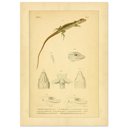 Antike herpetologische Tafel: Schlangenauge und Eremias von Duméril (21x29,7 cm (A4)). Alte naturkundliche Tafel aus der Erpétologie générale mit anatomischen und morphologischen Studien von Eidechsen, darunter die elegante Schlangenaugeneidechse und Eremias-Arten mit verschiedenen Kopf- und Gliedmaßendetails.