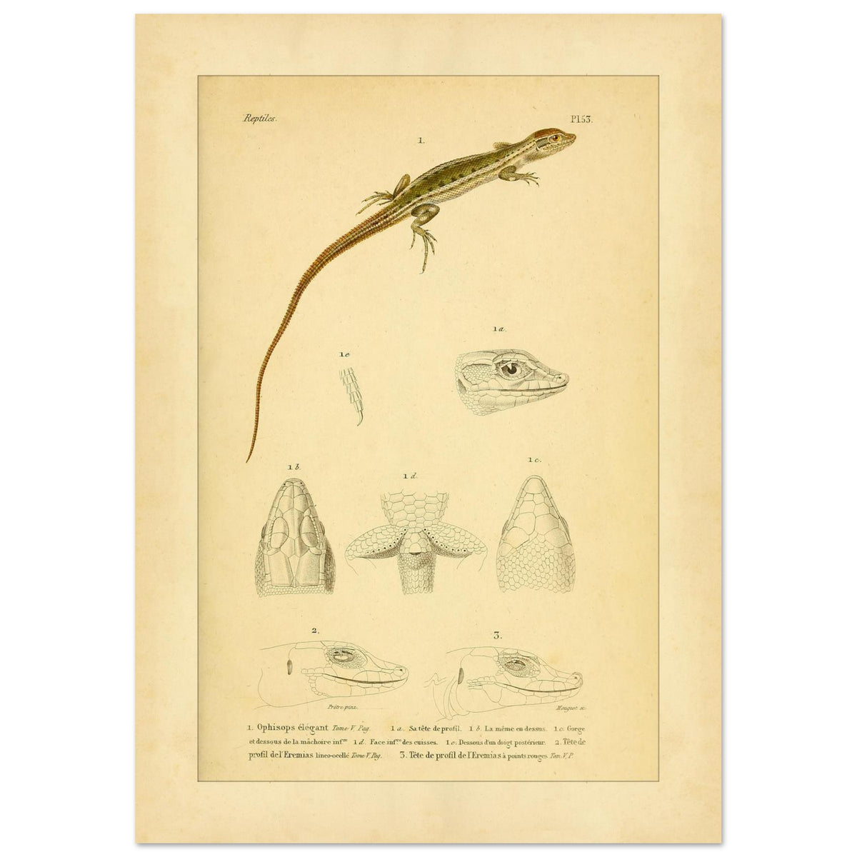 Antike herpetologische Tafel: Schlangenauge und Eremias von Duméril (29,7x42 cm (A3)). Alte naturkundliche Tafel aus der Erpétologie générale mit anatomischen und morphologischen Studien von Eidechsen, darunter die elegante Schlangenaugeneidechse und Eremias-Arten mit verschiedenen Kopf- und Gliedmaßendetails.