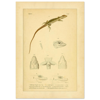 Antike herpetologische Tafel: Schlangenauge und Eremias von Duméril (29,7x42 cm (A3)). Alte naturkundliche Tafel aus der Erpétologie générale mit anatomischen und morphologischen Studien von Eidechsen, darunter die elegante Schlangenaugeneidechse und Eremias-Arten mit verschiedenen Kopf- und Gliedmaßendetails.