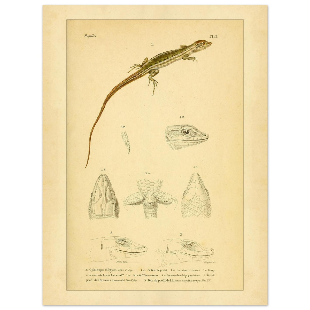 Antike herpetologische Tafel: Schlangenauge und Eremias von Duméril (30x40 cm). Alte naturkundliche Tafel aus der Erpétologie générale mit anatomischen und morphologischen Studien von Eidechsen, darunter die elegante Schlangenaugeneidechse und Eremias-Arten mit verschiedenen Kopf- und Gliedmaßendetails.