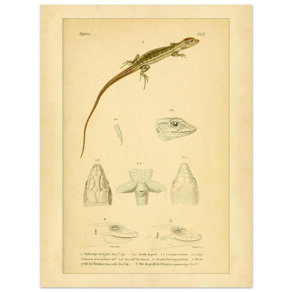 Antike herpetologische Tafel: Schlangenauge und Eremias von Duméril (30x40 cm). Alte naturkundliche Tafel aus der Erpétologie générale mit anatomischen und morphologischen Studien von Eidechsen, darunter die elegante Schlangenaugeneidechse und Eremias-Arten mit verschiedenen Kopf- und Gliedmaßendetails.