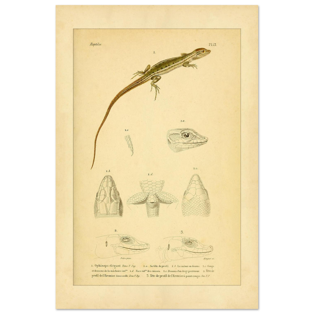 Antike herpetologische Tafel: Schlangenauge und Eremias von Duméril (40x60 cm). Alte naturkundliche Tafel aus der Erpétologie générale mit anatomischen und morphologischen Studien von Eidechsen, darunter die elegante Schlangenaugeneidechse und Eremias-Arten mit verschiedenen Kopf- und Gliedmaßendetails.