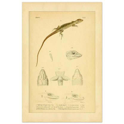 Antike herpetologische Tafel: Schlangenauge und Eremias von Duméril (40x60 cm). Alte naturkundliche Tafel aus der Erpétologie générale mit anatomischen und morphologischen Studien von Eidechsen, darunter die elegante Schlangenaugeneidechse und Eremias-Arten mit verschiedenen Kopf- und Gliedmaßendetails.